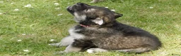 Northern Inuit dogs for sale: Last boy available from health tested parents - Advert 36