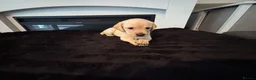 Labrador Retriever dogs for sale: 7 Labrador Puppies  in Reading - Advert 4