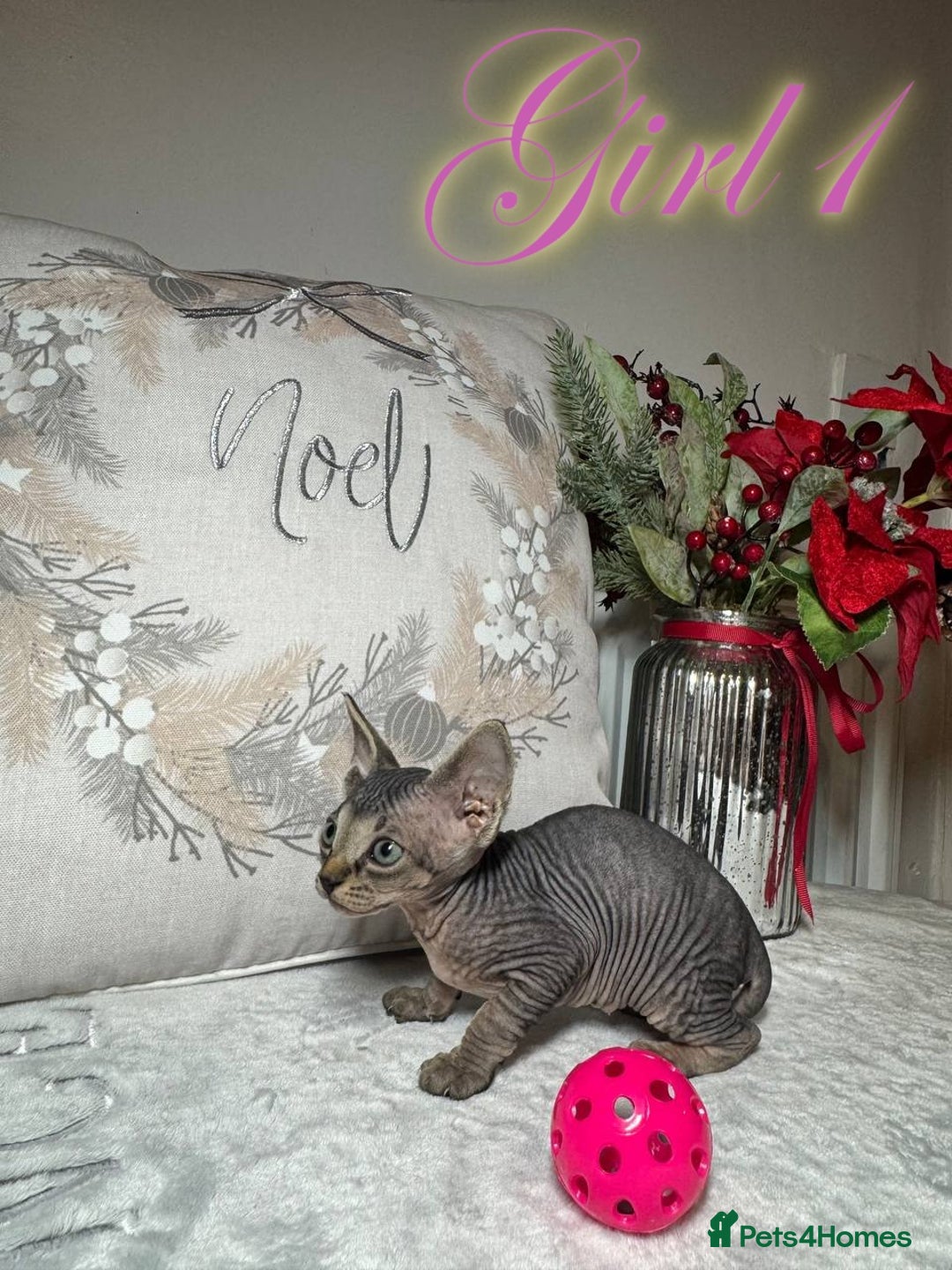 Sphynx cats for sale: Stunning Pedigree Sphynx Kittens - Advert 9