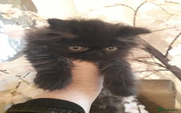 Persian cats for sale: READY NOW!! Exquisite Persian Kittens - Image 6