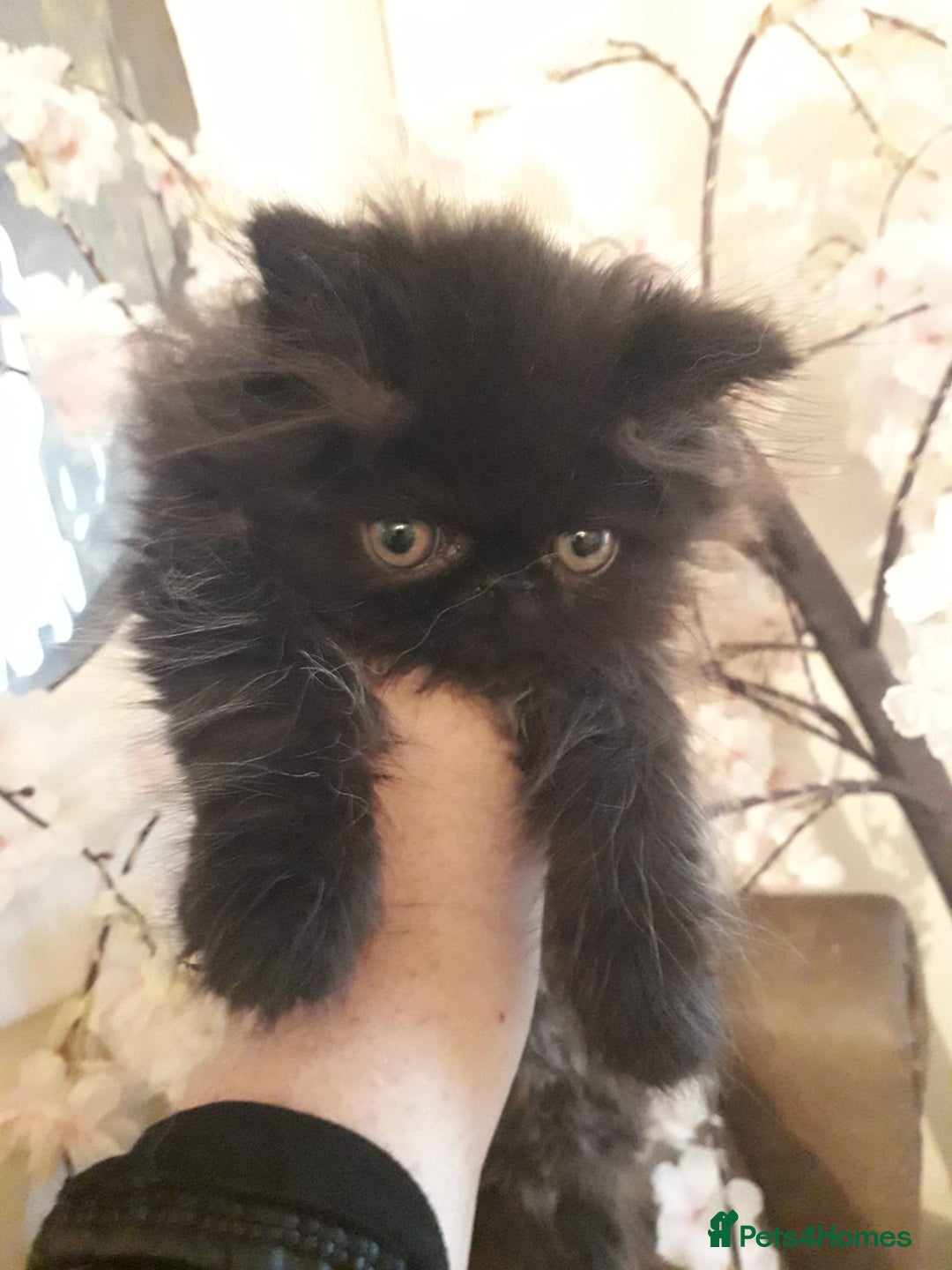 Persian cats for sale: READY NOW!! Exquisite Persian Kittens - Image 6