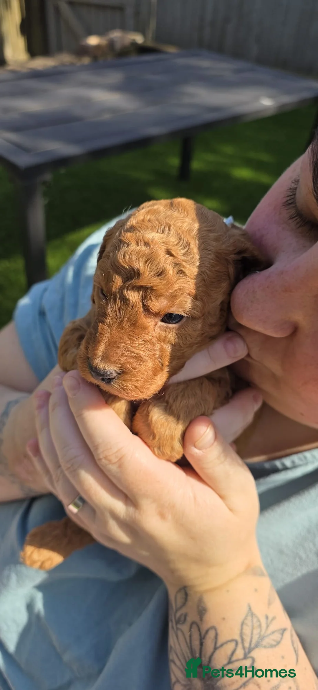 Cavapoo dogs for sale: Beautiful Cavapoo’s from my baby Amber 🩵🩷 - Advert 1