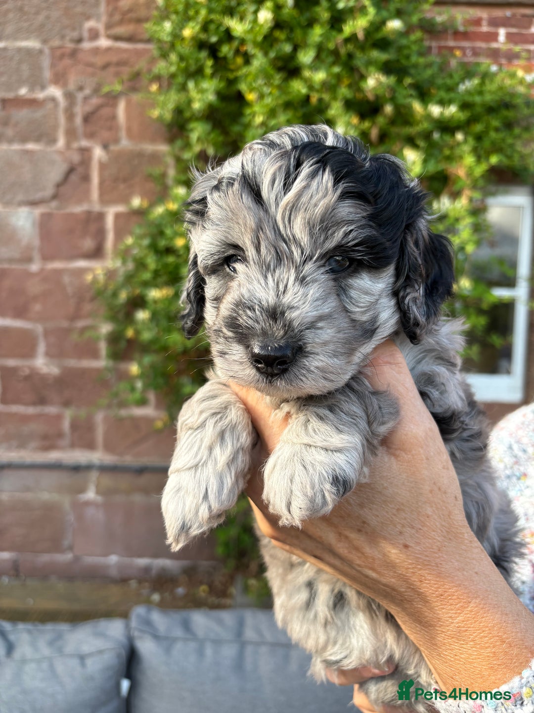 Cavapoo dogs for sale: 🌟HEALTH TESTED F1B CAVAPOO MERLE STUNNING PUPPIES - Image 24
