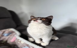 British Shorthair cats for sale: BSH GCCF Active Registered champion lines - Image 14