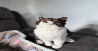 British Shorthair cats - Advert 16