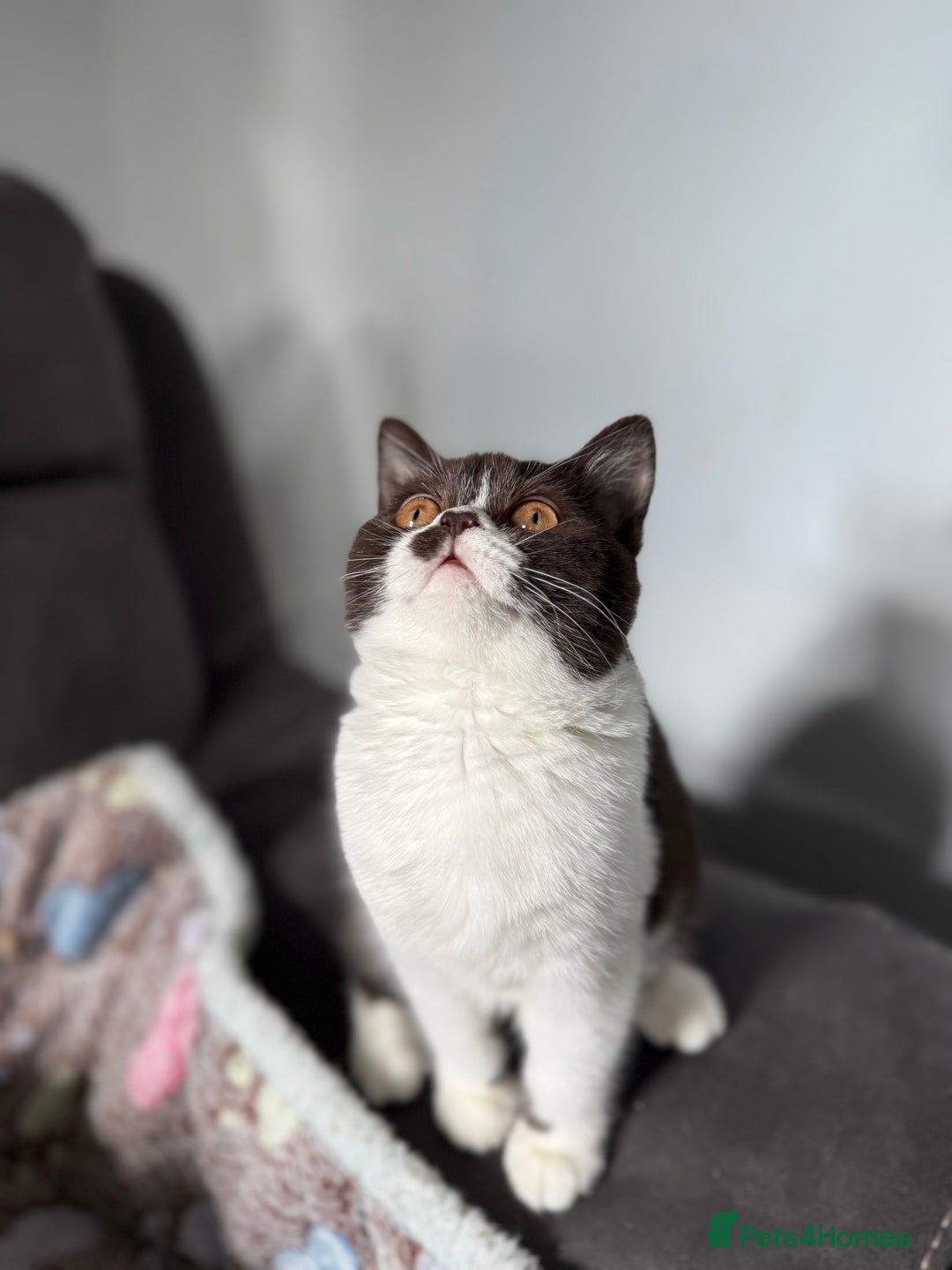 British Shorthair cats for sale: BSH GCCF Active Registered champion lines - Image 14