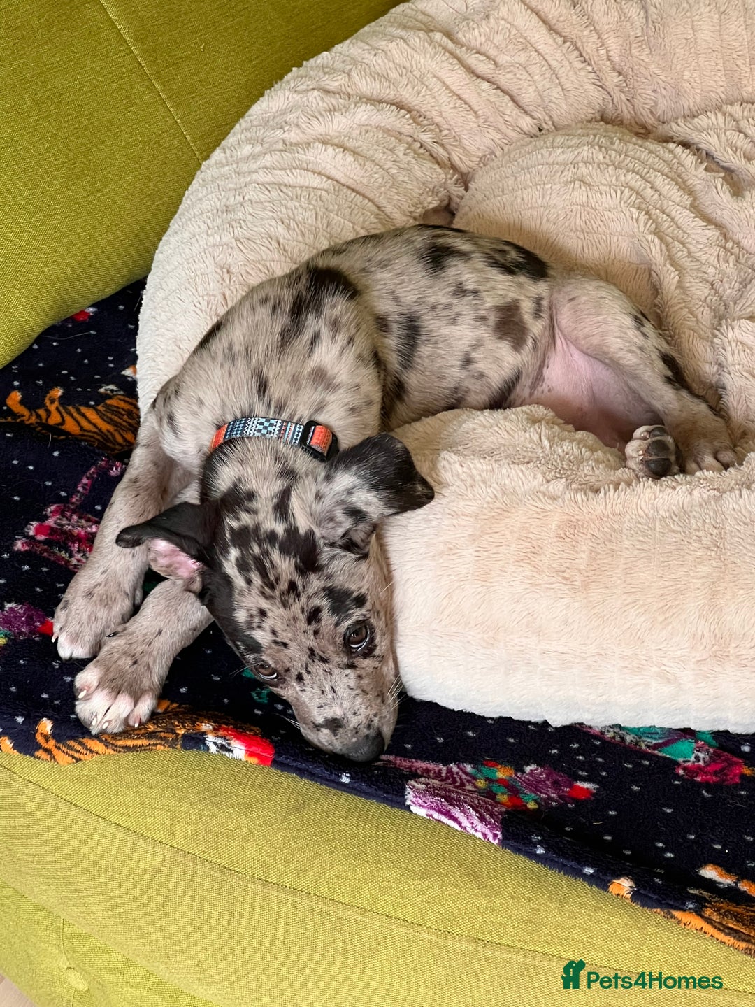 Mixed Breed dogs for sale: Border/Bullie Cross Merle Male Puppy 11 Weeks - Image 12