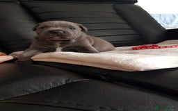 Staffordshire Bull Terrier dogs for sale: Beautiffull KC Staffordshire bull terrier  pups. - Image 11