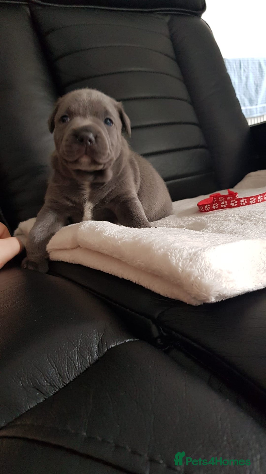 Staffordshire Bull Terrier dogs for sale: Beautiffull KC Staffordshire bull terrier  pups. - Image 11