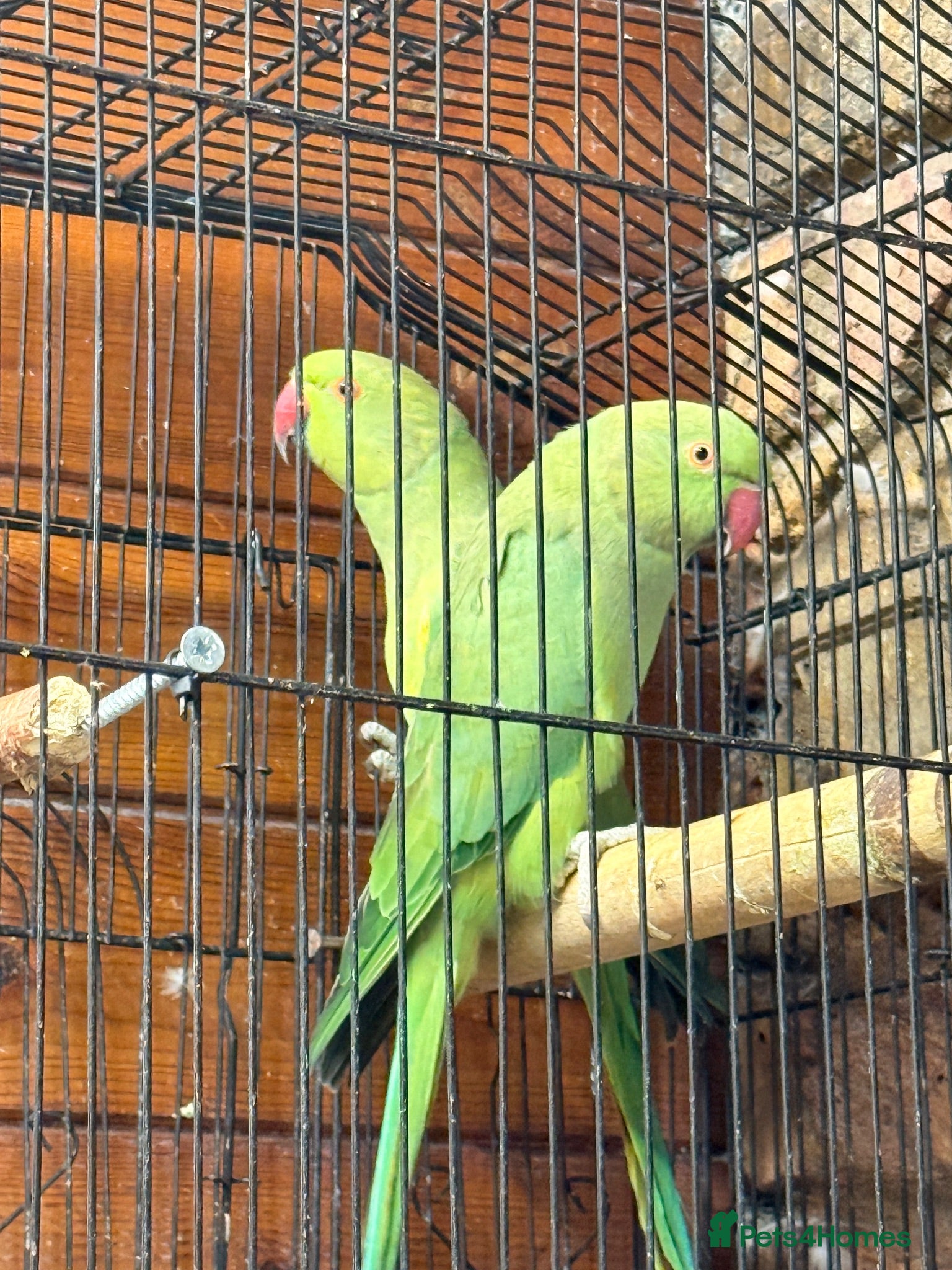 Ringnecks birds Indian ringneck  - Advert 1