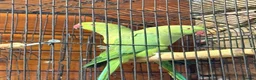 Ringnecks birds for sale: Indian ringneck  in London - Advert 1