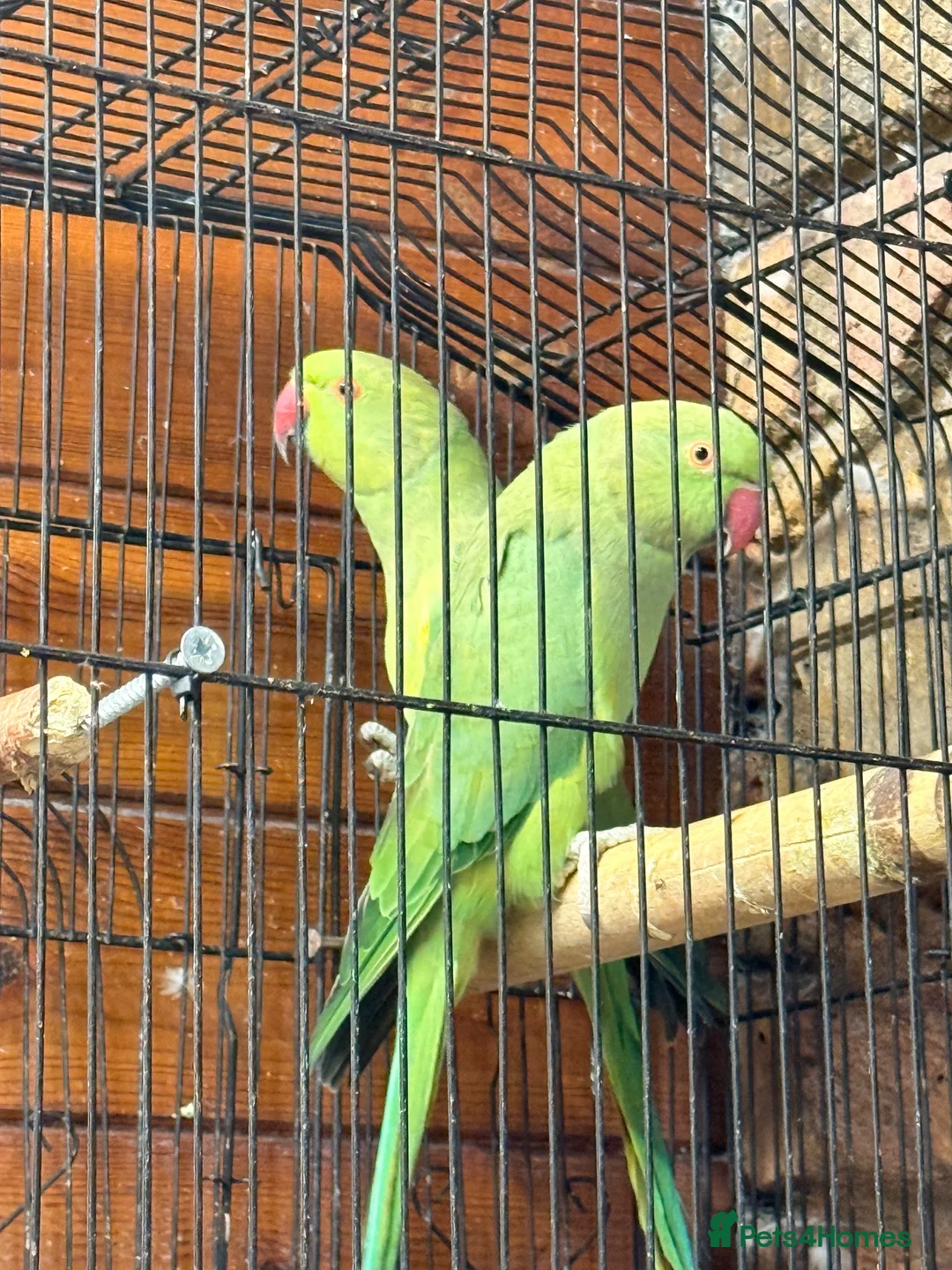 Ringnecks birds for sale: Indian ringneck  in London - Advert 1