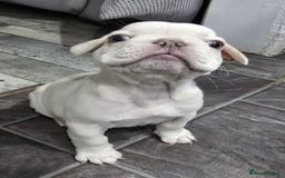 French Bulldog dogs for sale: KC Platinum French Bulldog Boy–Carrying Fluffy 🐾 - Image 6