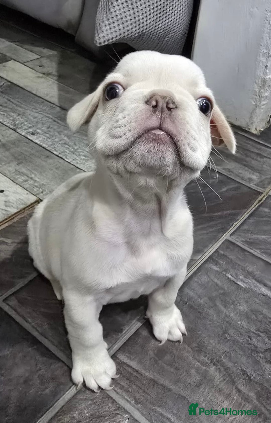 French Bulldog dogs for sale: KC Platinum French Bulldog Boy–Carrying Fluffy 🐾 - Image 6