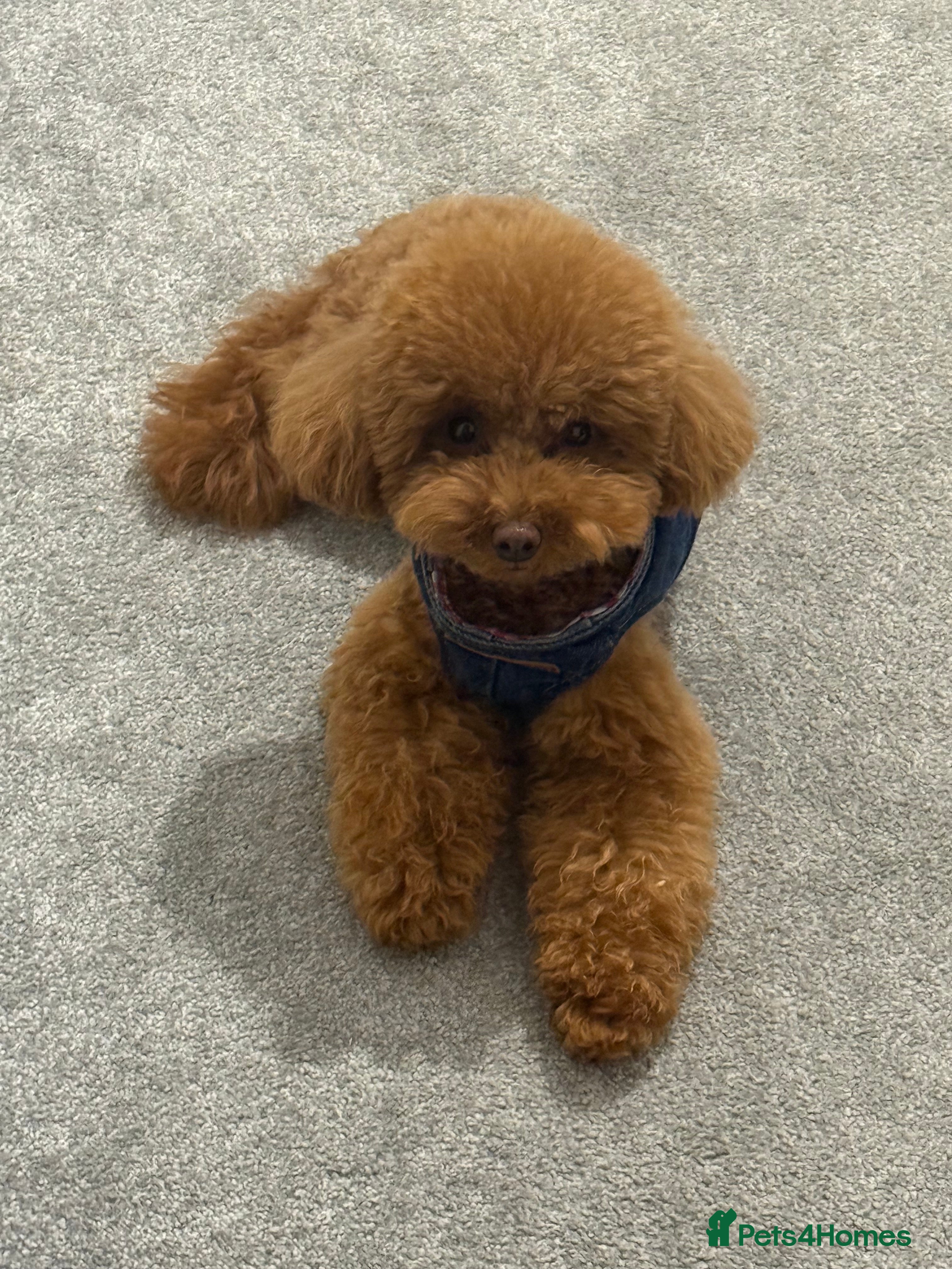 Bella Bailey 