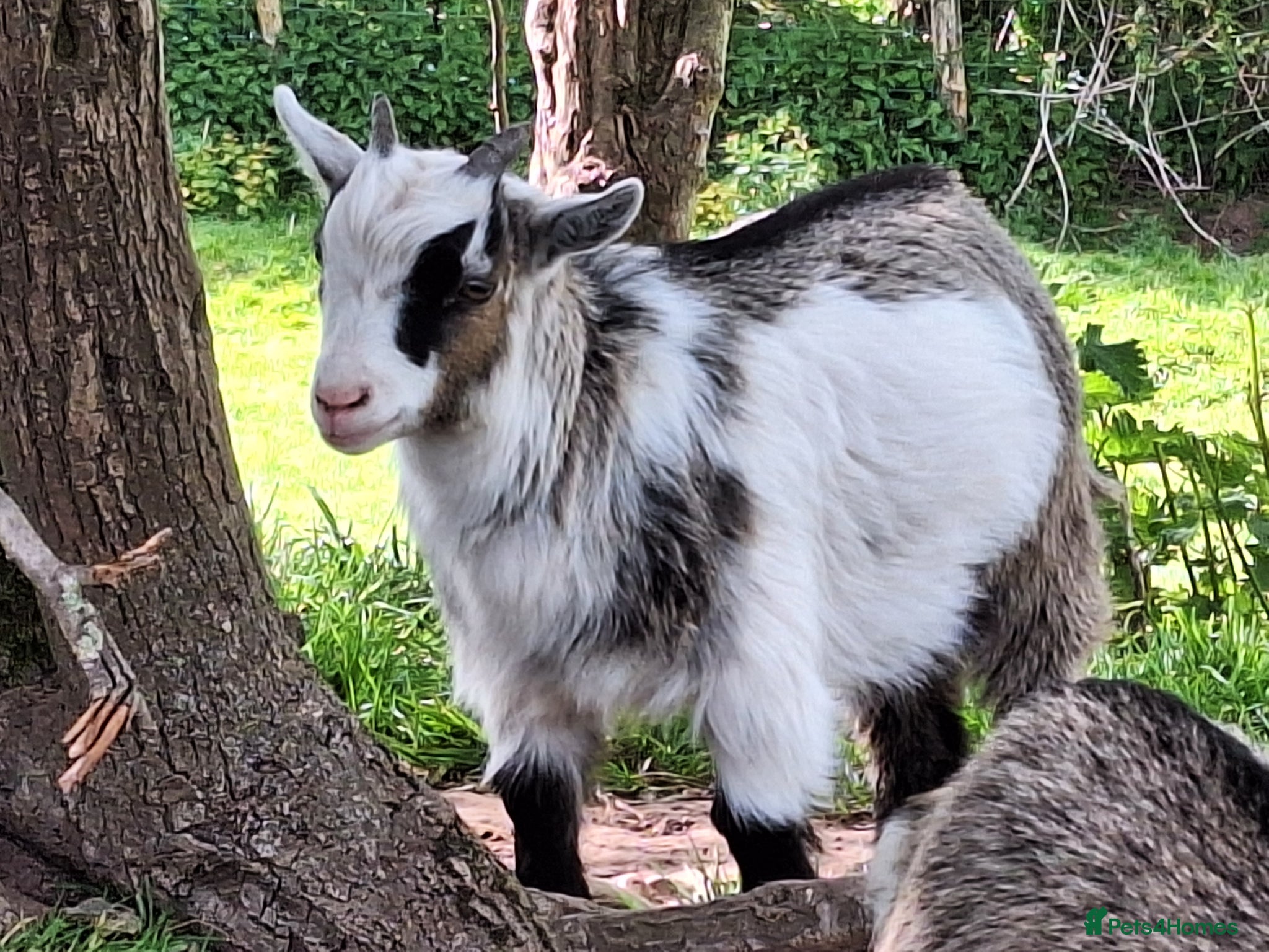 Goats livestock Gorgeous Wether Pygmy goat kids for Sale.  - Advert 1