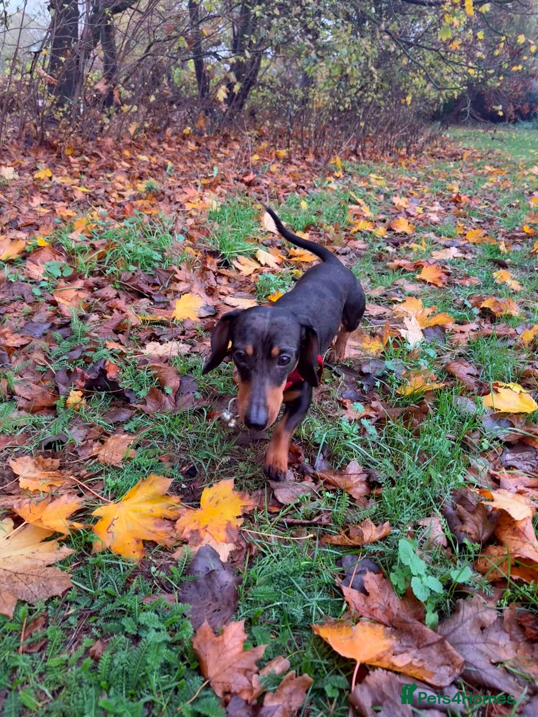 Mixed Breed dogs for sale: Doxiepoo puppies  - Advert 9
