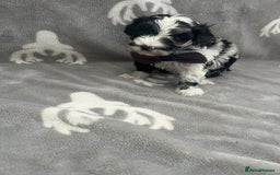 Maltipoo dogs for sale: 🤩 4 stunning male F1 Maltipoo 🤩 - Image 2