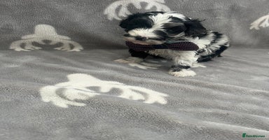 Maltipoo dogs - Advert 3