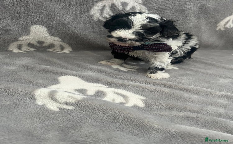 Maltipoo dogs - Advert 7
