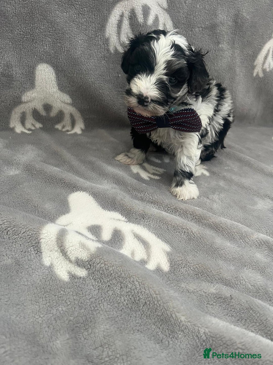 Maltipoo dogs for sale: 🤩 4 stunning male F1 Maltipoo 🤩 - Image 2