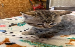 Persian cats for sale: 8 British short hair x Persian kittens  - Image 9