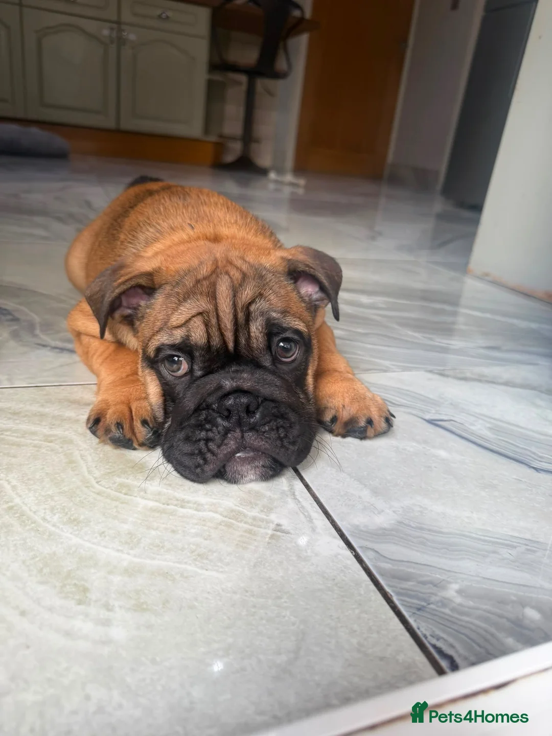 English Bulldog dogs for sale: Last boy Reduced English bulldogs - Advert 1