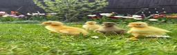 Ducks poultry for sale: Indian runner ducklings - Advert 1