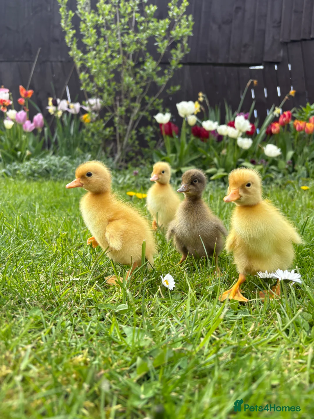 Ducks poultry for sale: Indian runner ducklings - Advert 1