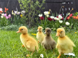 Ducks poultry for sale: Indian runner ducklings - Advert 1