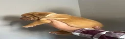 Dogue De Bordeaux dogs for sale: Dogue de Bordeaux pups in Croydon - Advert 39