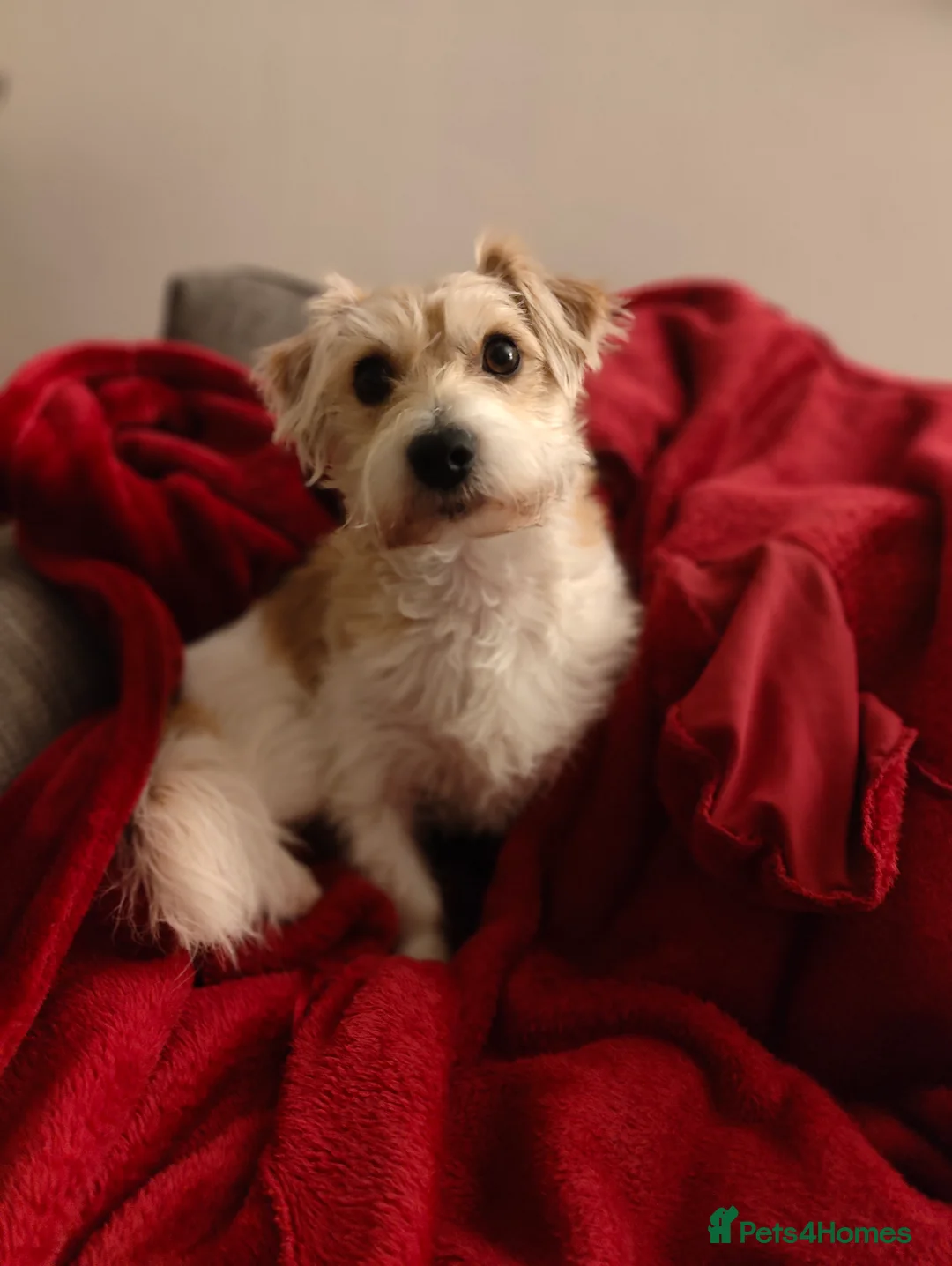 Mixed Breed dogs for sale: Loving home needed for 3 y/o jack Russell mix  - Advert 1