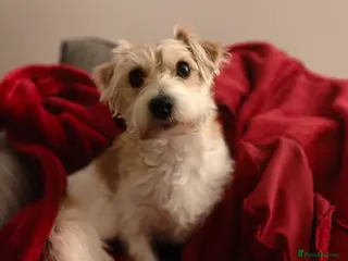 Mixed Breed dogs Loving home needed for 3 y/o jack Russell mix - Advert 1