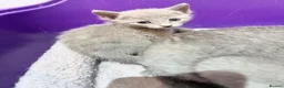 Russian Blue cats for sale: Absolutely adorable pure breed Russian blue kitten - Advert 6