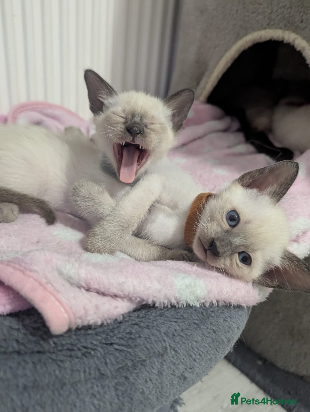 Siamese cats for sale: Your Heart Will Melt! Amazing Siamese Kittens! - Image 15