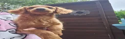 Cavapoo dogs for sale: 3 F1B Cavapoo Puppies Looking for Loving Homes - Advert 8