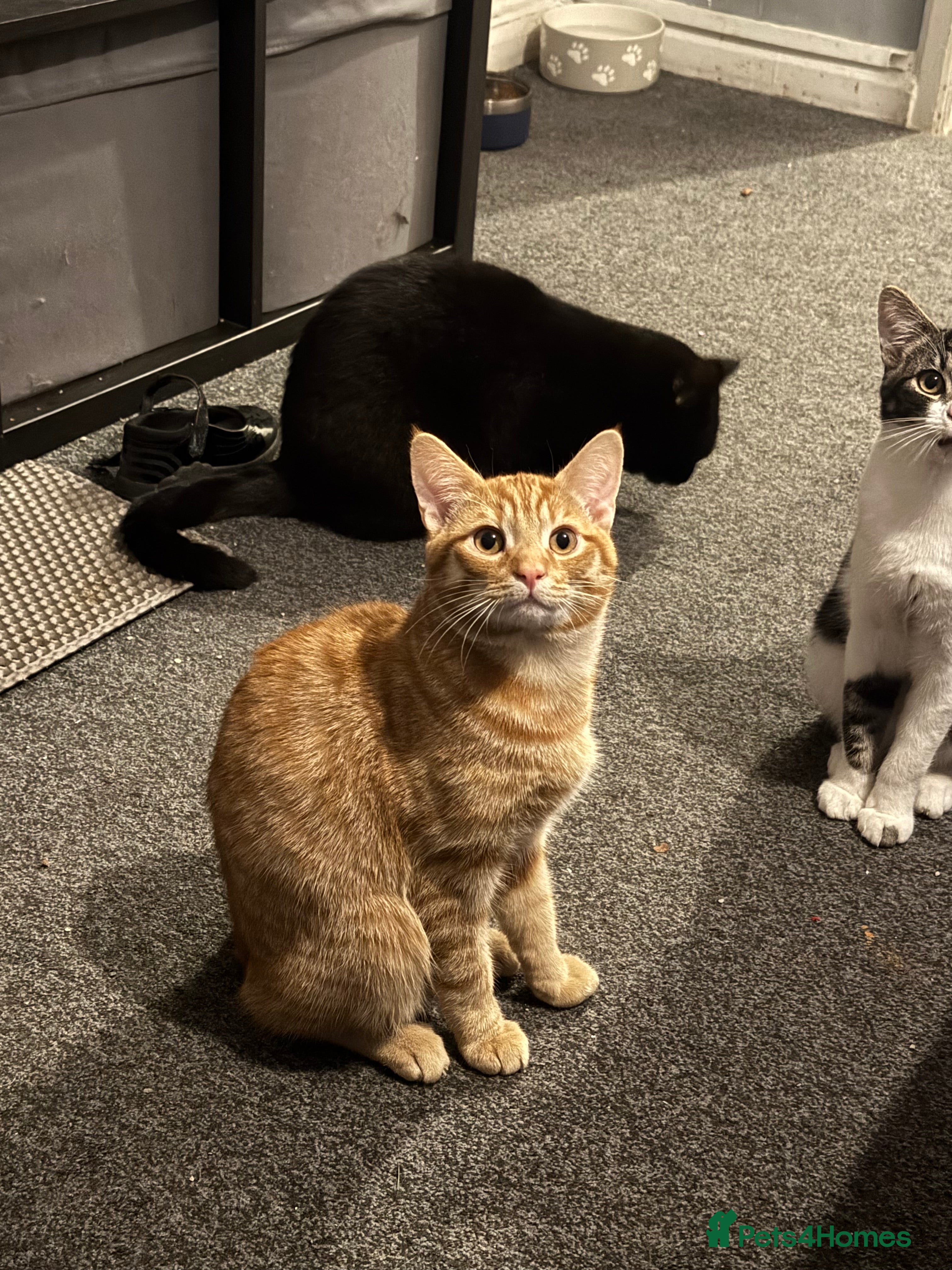 Mixed Breed cats Simba male kitten  - Advert 3