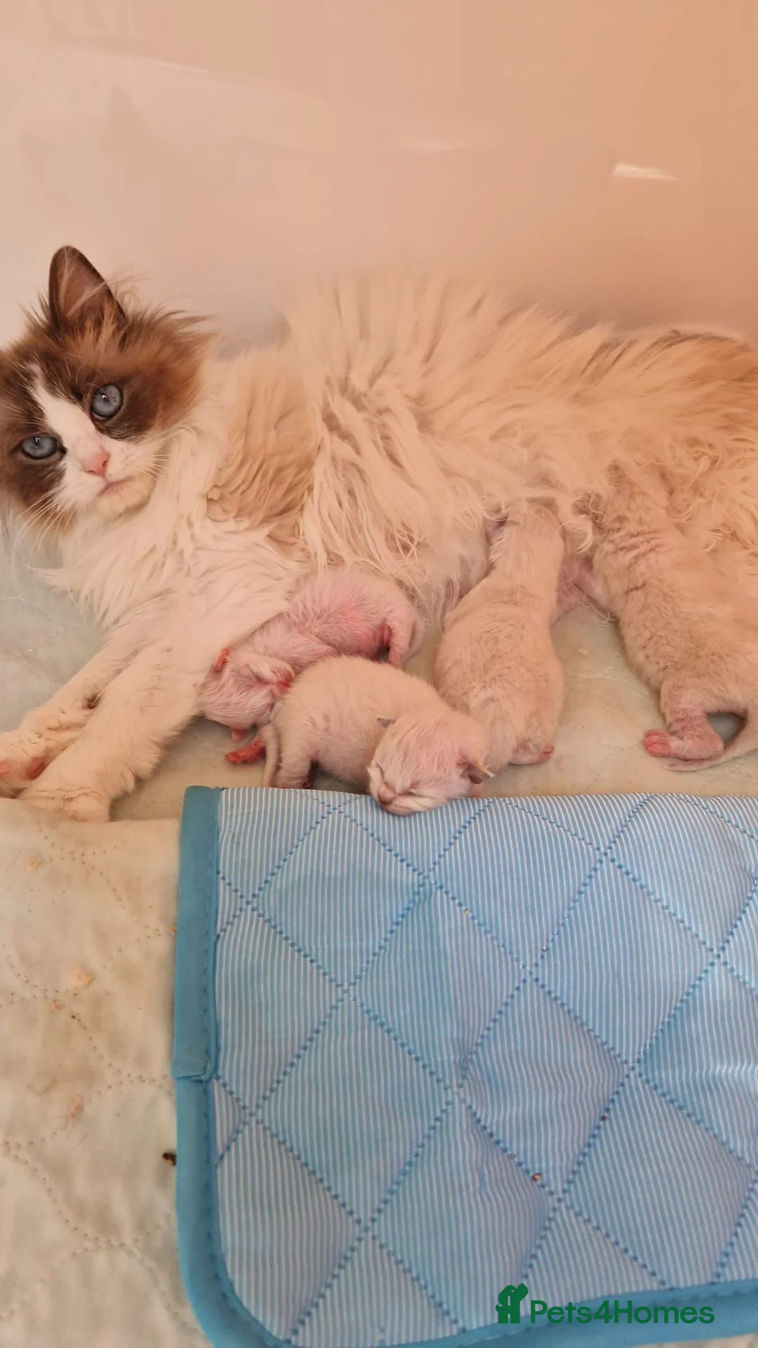 Ragdoll cats for sale: GCCF Registered Ragdoll Kittens  - Advert 1