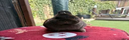 Netherland Dwarf rabbits for sale: Breeding Netherland dwarfs  - Advert 2