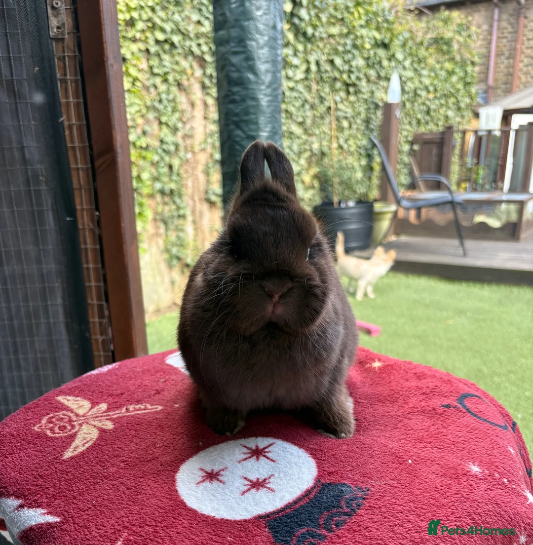Netherland Dwarf rabbits for sale: Breeding Netherland dwarfs  - Advert 2