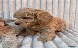 Maltipoo dogs for sale: Blue eyes F1 Maltipoo puppies - Image 16