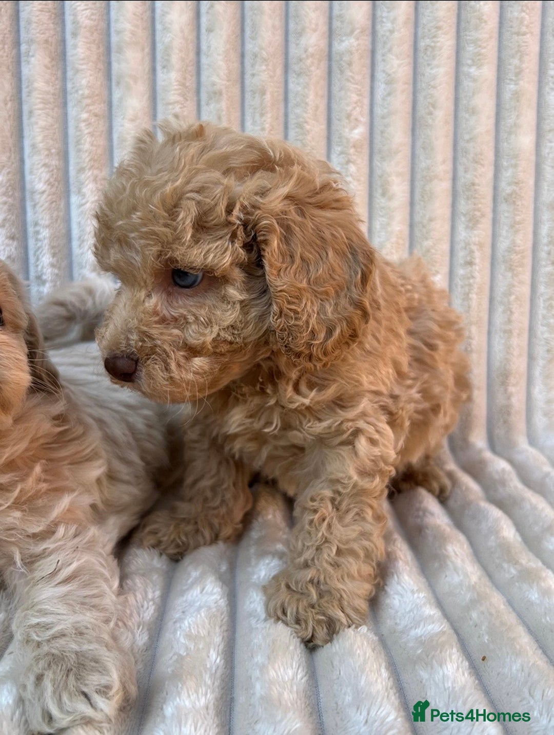 Maltipoo dogs for sale: Blue eyes F1 Maltipoo puppies - Image 16