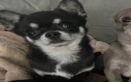 Chihuahua dogs for sale: TINY BLUE AND TAN BOY - Image 2