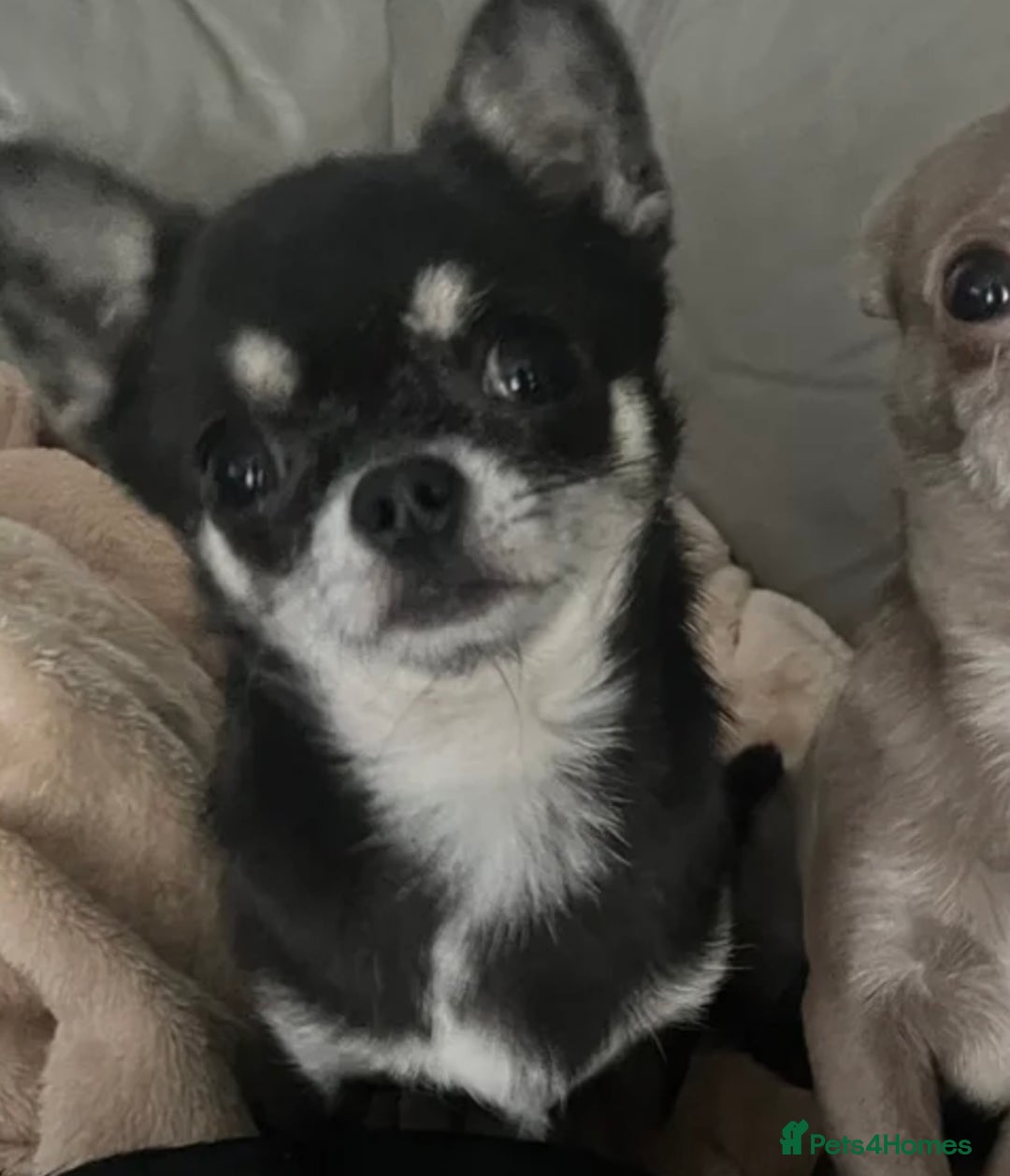 Chihuahua dogs for sale: TINY BLUE AND TAN BOY - Image 2