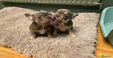 French Bulldog dogs Beautiful French bulldogs  - Advert 15