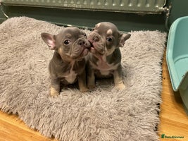 French Bulldog dogs Beautiful French bulldogs - Advert 1