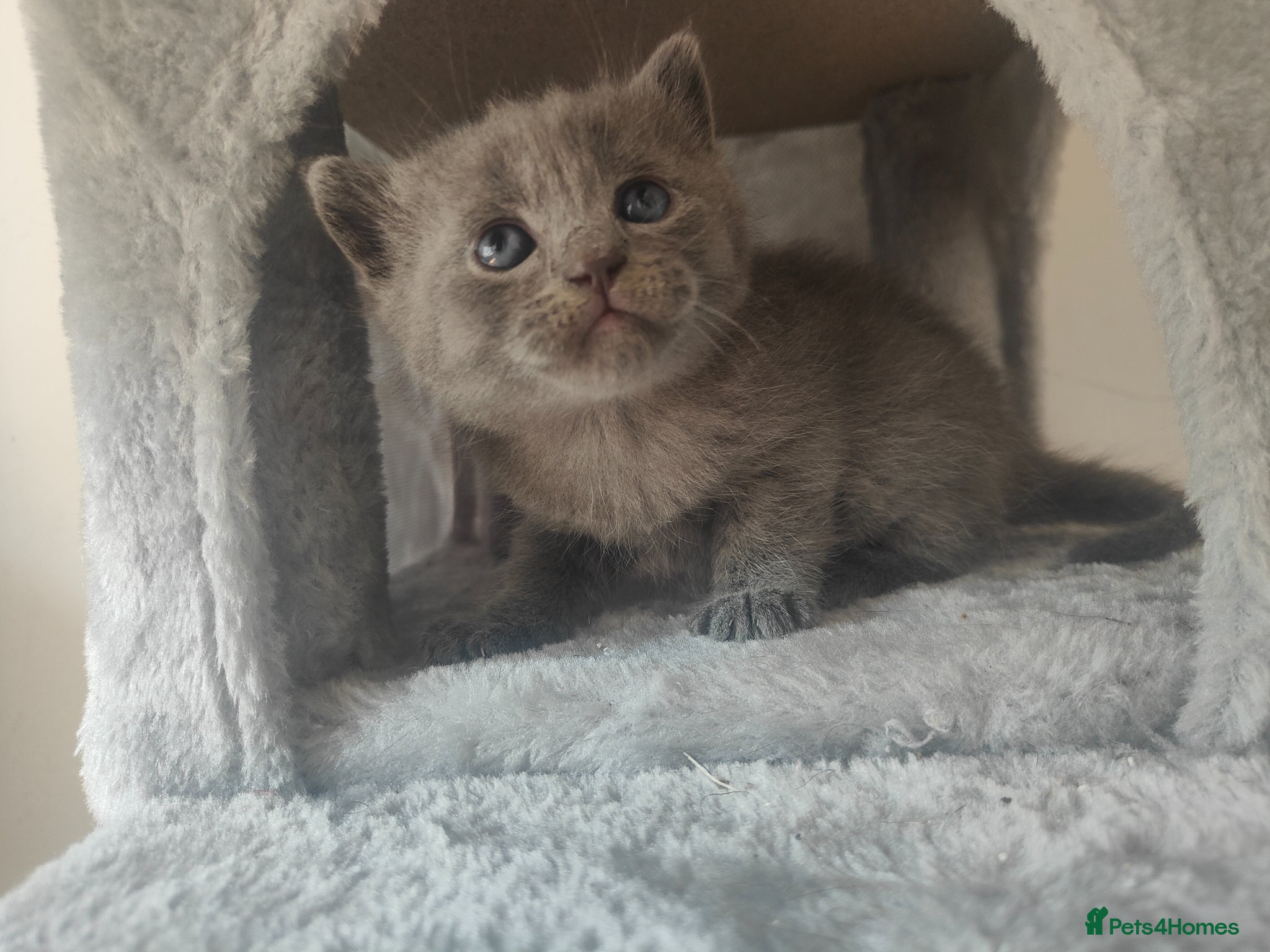 British Shorthair Kitten 3 lilac 