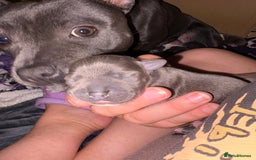 Staffordshire Bull Terrier dogs for sale: Blue staffordshire bull terrier puppies  - Image 7