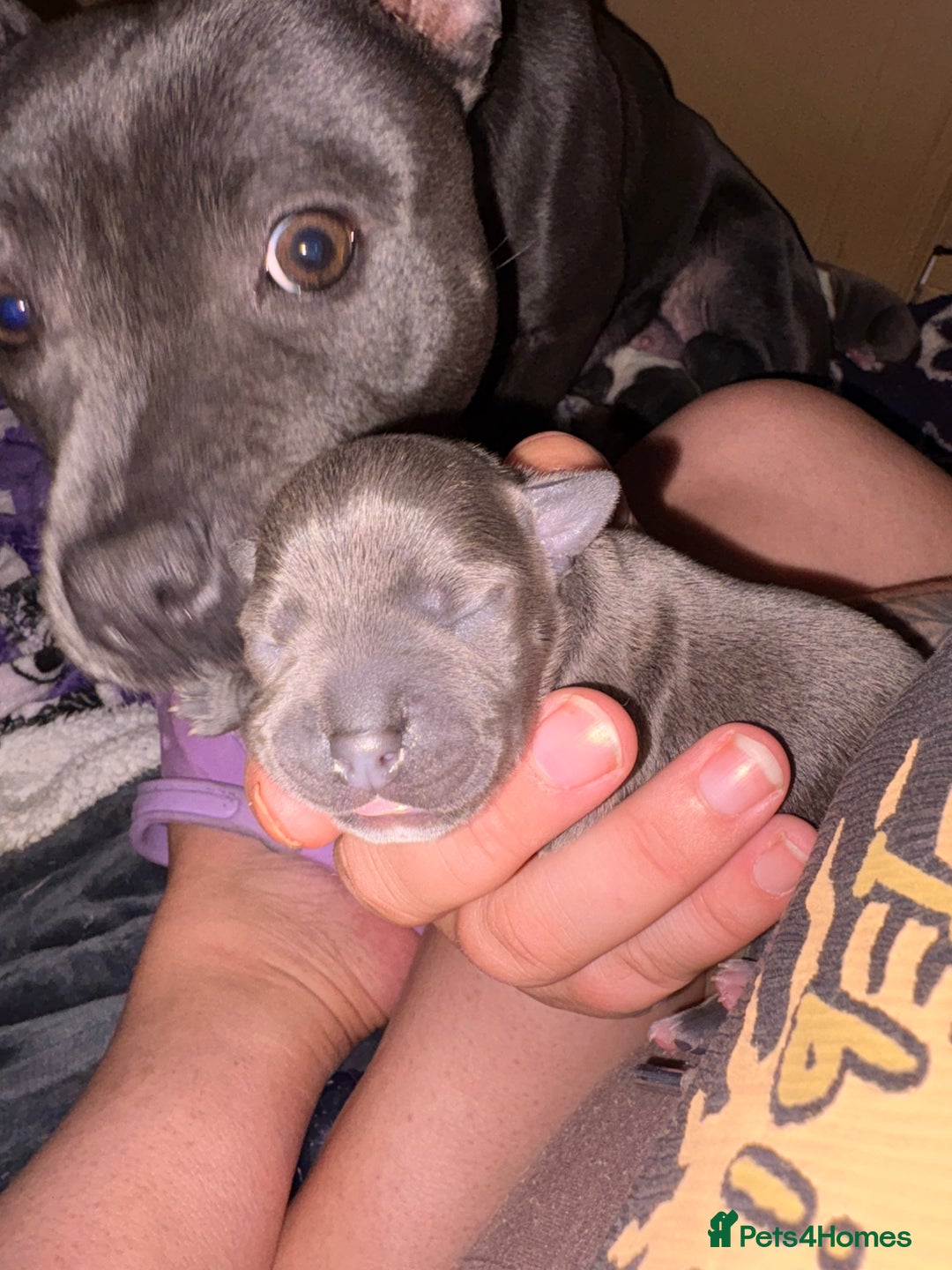 Staffordshire Bull Terrier dogs for sale: Blue staffordshire bull terrier puppies  - Image 7
