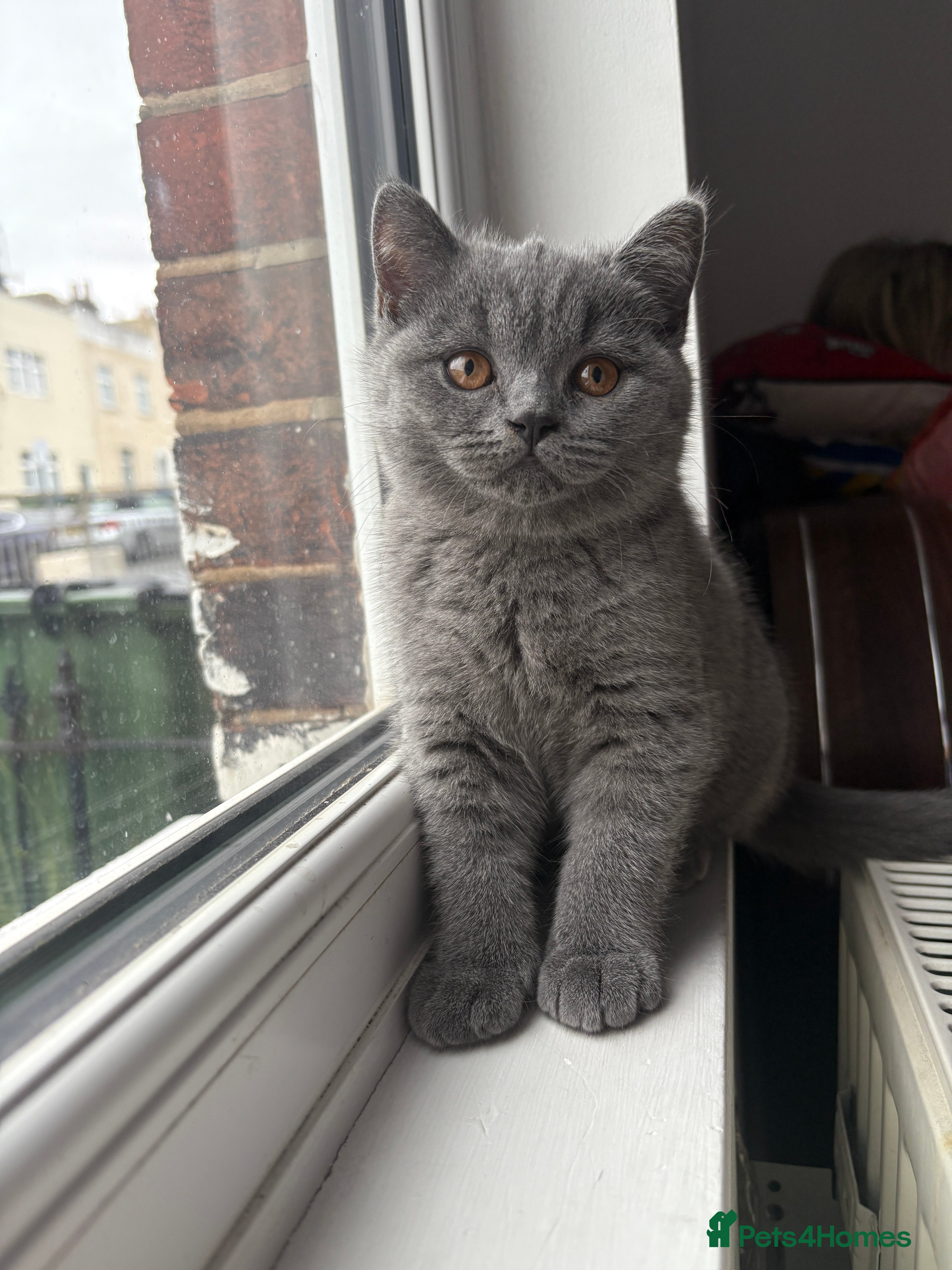 British Shorthair cats British Shorthair Blue-Grey Girl Kitten - Advert 8